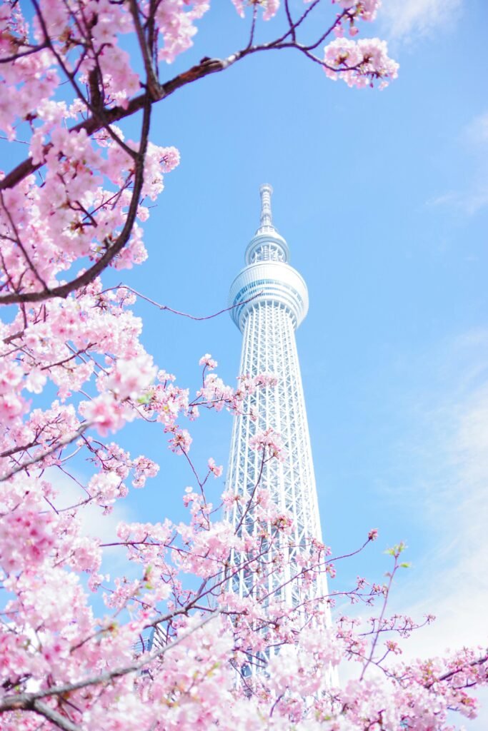 Skytree in sakura season